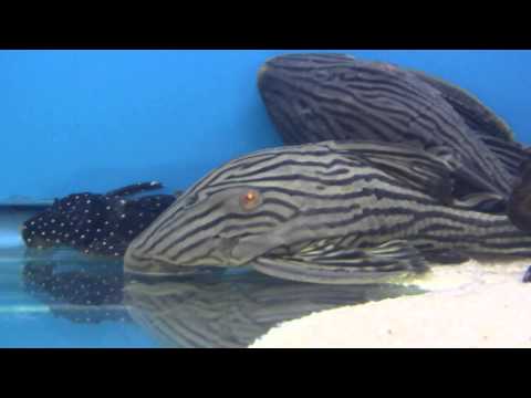 L190 Royal Pleco v akvaristickom obchode