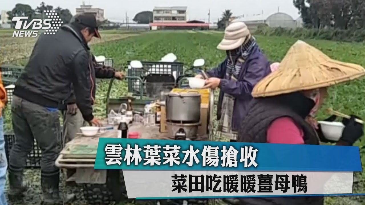 雲林葉菜水傷農民搶收 菜田吃暖暖薑母鴨