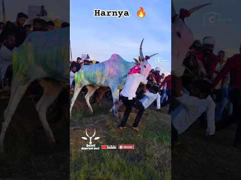deshing thar maidan hind kesari haryana full Garam in fainal #cow#bailgadasharyat#trendingshorts
