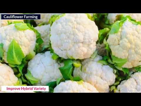 White f1 hybrid cauliflower seed, packaging type: 50 gm, pac...