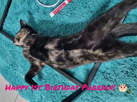 Happy 1st Birthday Phoenix!