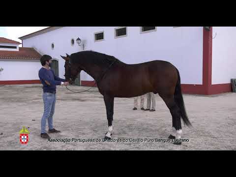 11 Minuto da Coutada por Ricardo Piedade