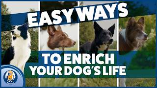 Dog Enrichment Secrets Part 2: 30 Day Enrichment Challenge + Free Planner PDF #315 #podcast