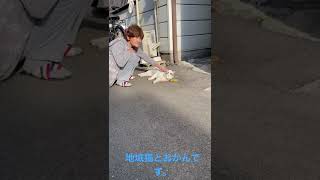 地域猫とおかん