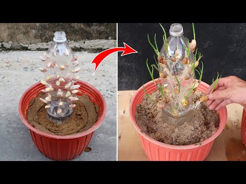 Amazing ideas for Making Flower Pot Recycling plastic Bottles into flower Pot