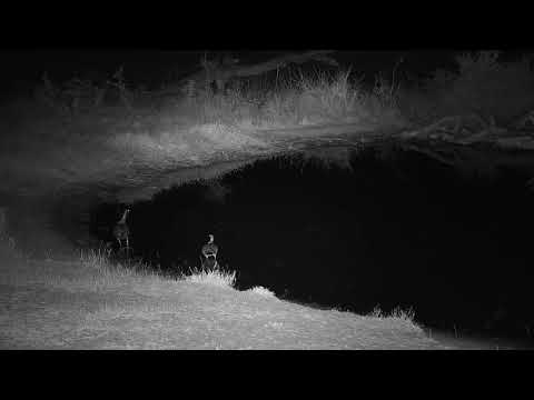 Djuma: Egyptian Goose pair arrives - 02:00 - 07/15/19