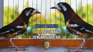 Download lagu Anis Macan Gacor Ngerol cocok untuk pancingan anis... mp3
