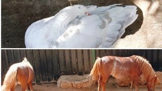 التماسيح تسبح في حوض الحديقة Crocodilos nadando na piscina do jardim