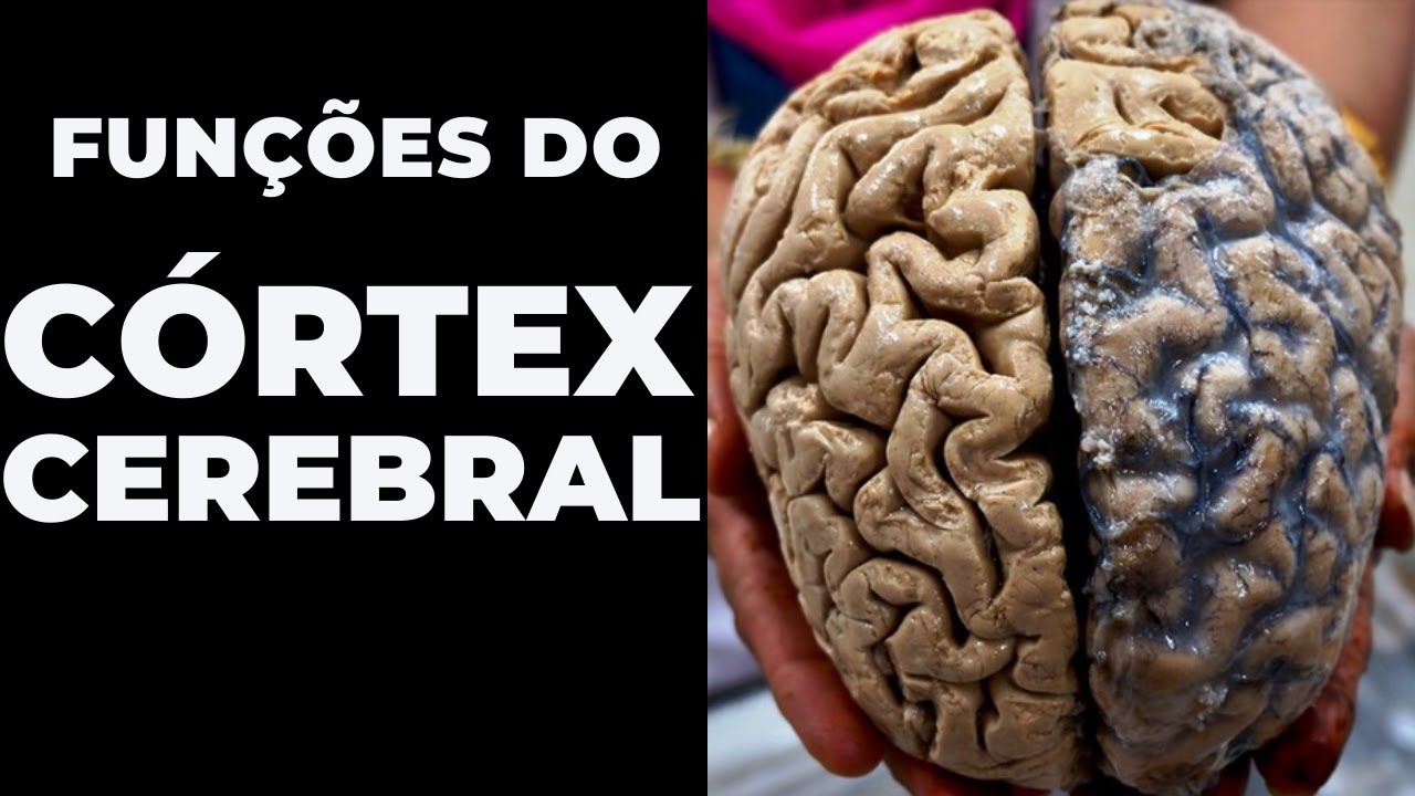 Resumo das funções do córtex cerebral para Psicólogos | BÁSICO PARA NEUROPSICOLOGIA