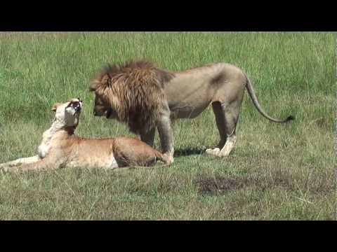 Keňa: Lev a lvice - společně