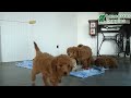Mini Goldendoodle dogs for sale: Wren - Video 1