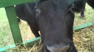preview picture of video 'Feeding the cows at the Oil Ranch'