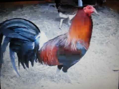 YouTube Thumbnail