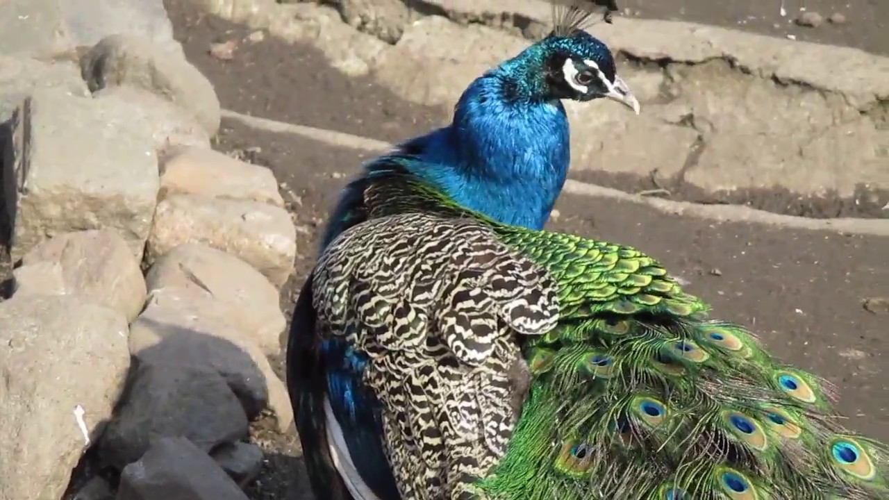 Цифровой фотоаппарат Canon IXUS 185, черный