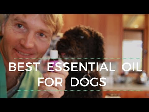 Best Essential Oil For Dogs