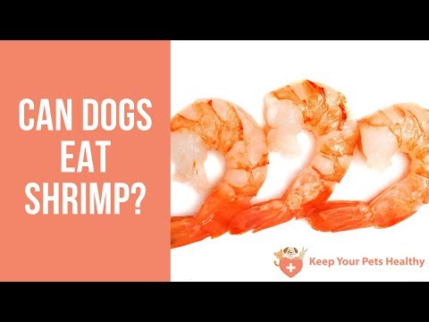 Can Dogs Eat Shrimp?