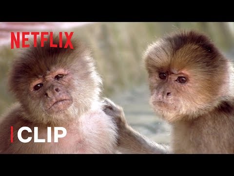 Thumbnail of the video: How Do Monkeys Relax? ๐ Absurd Planet | Netflix Futures