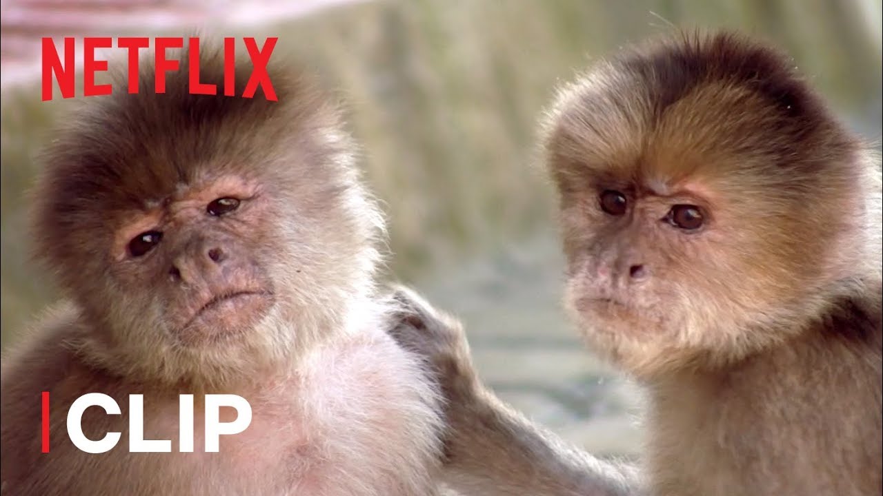 How Do Monkeys Relax? 🐒 Absurd Planet | Netflix Futures
