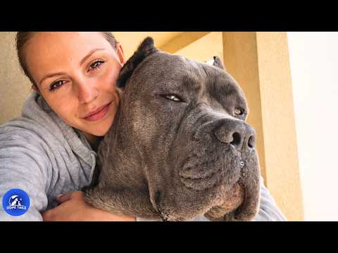 He Was Too Gentle To Guard Until Someone Tried Her Bedroom Window