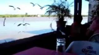 preview picture of video 'Angry Birds, Restaurante en la Isla de Mexcaltitán, Nayarit, Mexico'