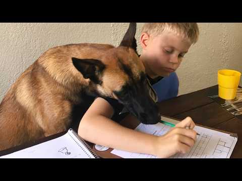 You Think Malinois Are All Business... Until These Silly Moments! 😂Funny BELGIAN MALINOIS