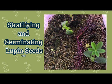Sowing Lupin: Two Methods