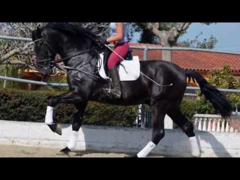 BIG Black Beauty! Andalusian Stallion 176cm 4 years