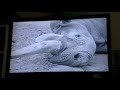 San Diego Wild Animal Park Dawn To Dusk VHS 2001