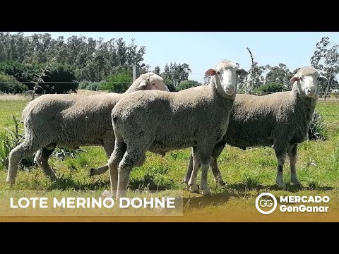 Lote de carneros Merino Dohne