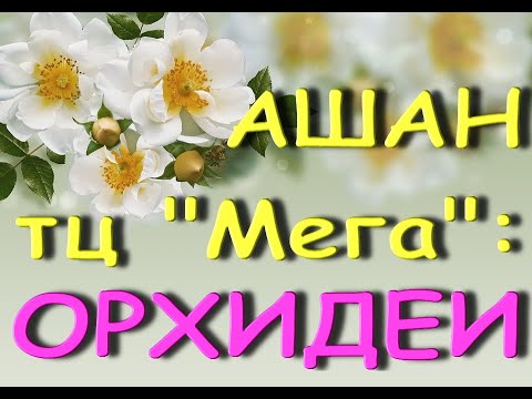 Ашан:ОРХИДЕИ..."ни себе,ни людям"...01.04.21,ТЦ "Мега",Самара.