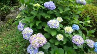 2025_05_29三島市　アジサイ咲く｢菰池公園｣[市民の憩い～街中のオアシス～].wmv