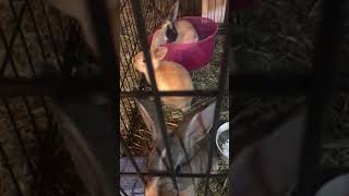 American Chinchilla Rabbits Videos