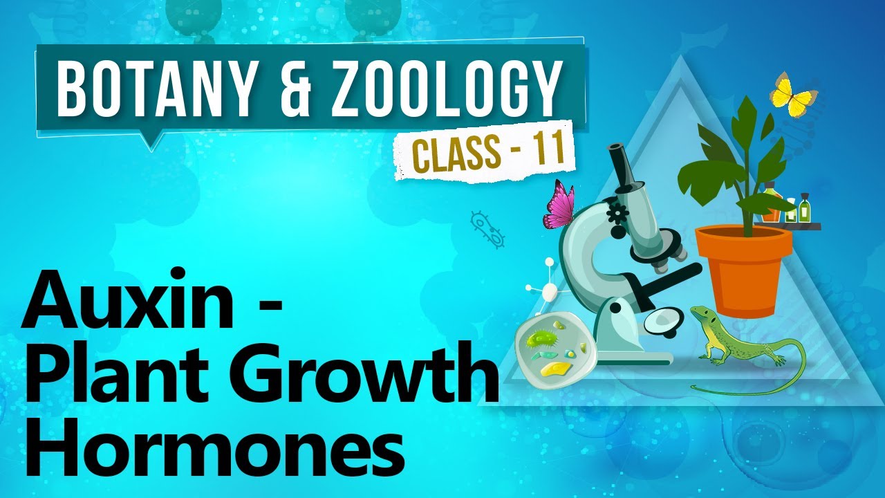 Auxin - Plant Growth Hormones - Plant Growth and Development  - Biology Class 11