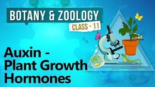 Auxin - Plant Growth Hormones - Plant Growth and Development  - Biology Class 11