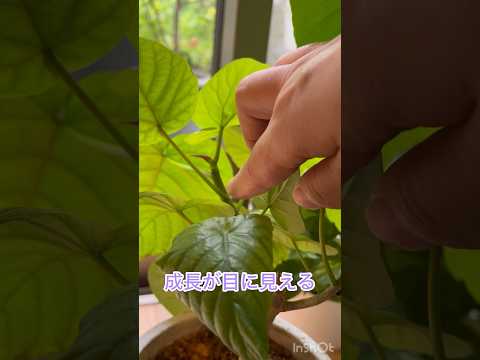 キョウチクトウの成長を促進し、健康を維持できる肥料は何ですか?  庭園