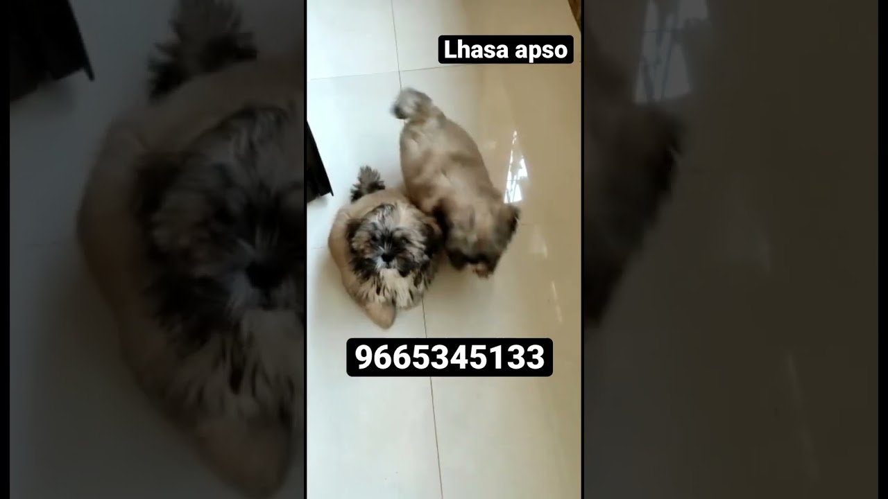 Lhasa apso puppies available in pune. 9665345133. Dog breeder in Pune. #shorts #dogs #lhasaapso