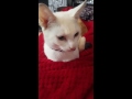 Cats Bites Finger