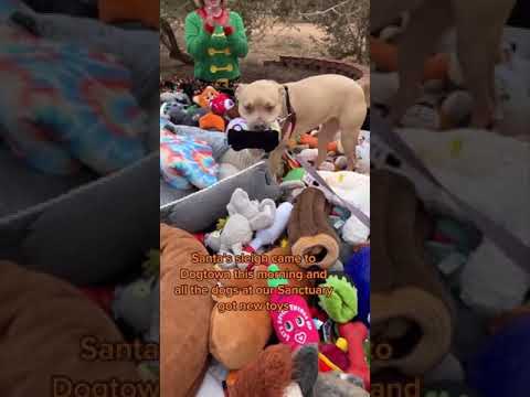 Rescue #dogs picking out their own #toys 🥹🐶