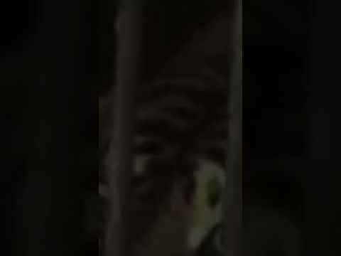 TIGER'S VOICE WILL MAKE YOU FREEZE 🥶.