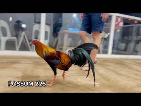 NENE ABELLO POSSUM 226 | ORONCE BROTHERS | BAKAS-BAKAS GAMEFARM