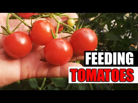 , title : 'Easy Guide To Fertilizing Tomatoes - Garden Quickie Episode 146'