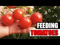 Easy Guide To Fertilizing Tomatoes Garden Quickie Episode 146