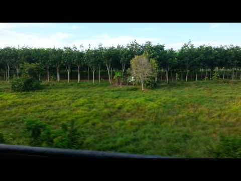 สวนยางคลองทราย ก.ย.59
