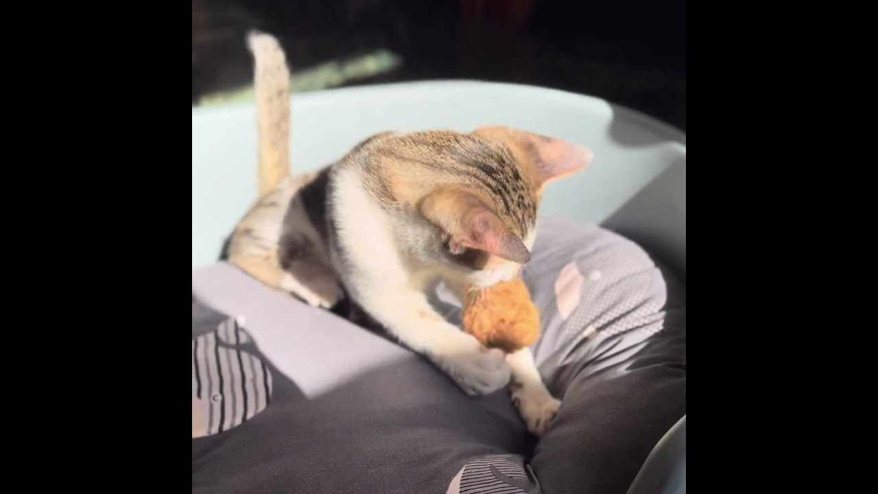 ❣️椰子纖維球．犬、貓、兔、鼠可用