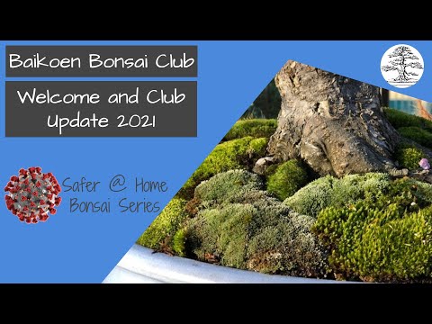 Welcome Message / Club Update 2021 - Baikoen Bonsai Club