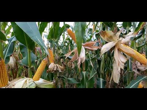 PK-006 Organikus Kukorica előrendelési AKCIÓ! - Korai