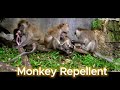 2 Hour Of Ultrasonic Monkey Repellent High Frequency Sound