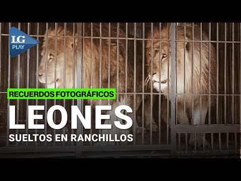 Tres leones en jaulas alteraron la rutina de Ranchillos y terminaron restituidos al circo