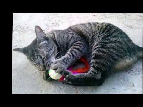 Gatos Brincando com Bolinha