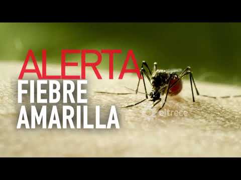 La fiebre amarilla: te contamos cuáles son los principales síntomas
